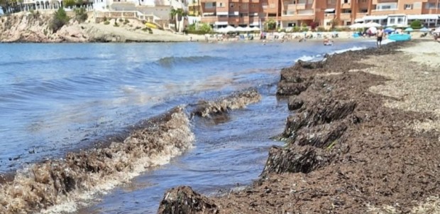 El PP propone al Gobierno de Mari Carmen Moreno que actúe ante la acumulación excesiva de posidonia en las playas urbanas de Águilas