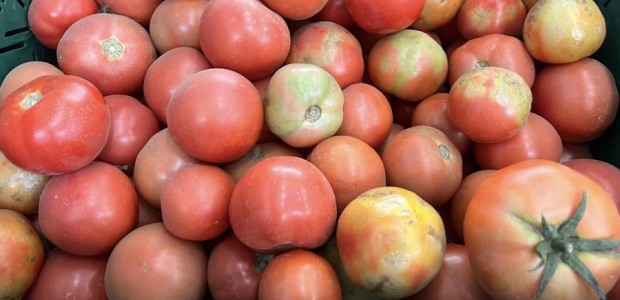 El PP solicita la reducción de los módulos fiscales para el cultivo del tomate ante la pérdida de rentabilidad del sector