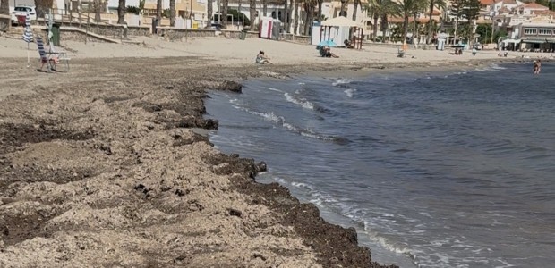 El PP de Águilas pide modificar el decreto de protección de la posidonia para garantizar el acceso al baño en Calabardina